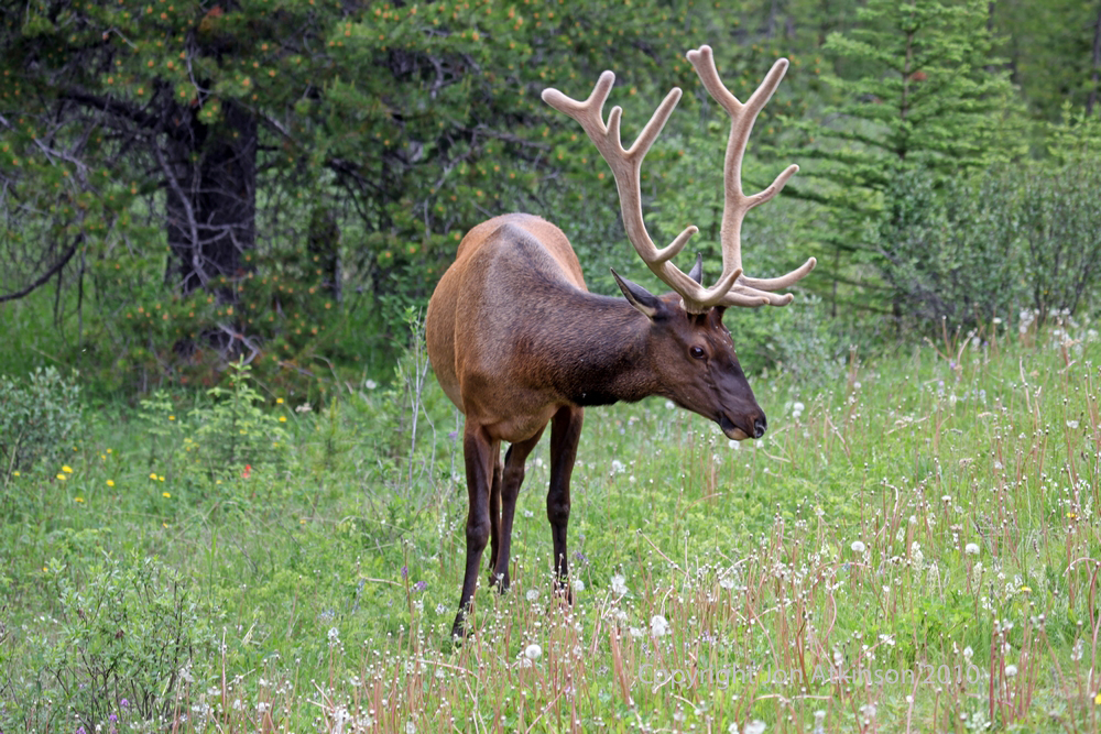 Elk, Banff National Park. Elk